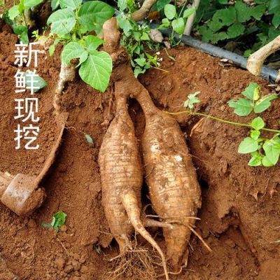 2016年鲜葛根价格（新鲜葛根的价格）