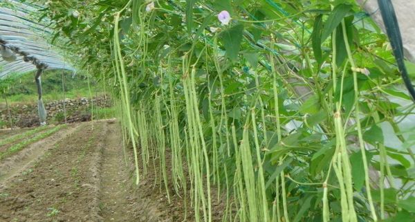 柳豆价格（柳州豆角最新价格）