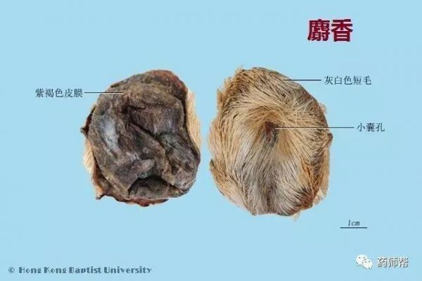 麝香猪价格（麝香现在价格）-图1