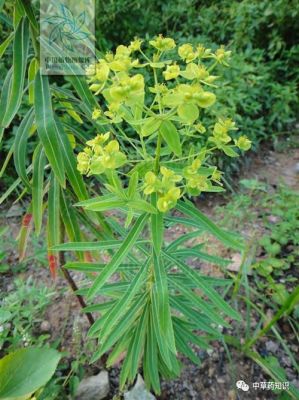 大戟的价格（大戟市场价）