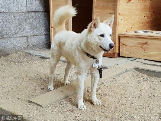 朝鲜丰山犬价格（朝鲜丰山犬好不好）-图2