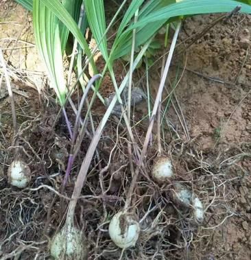 鲜白芨的价格（2021年鲜白芨价格）