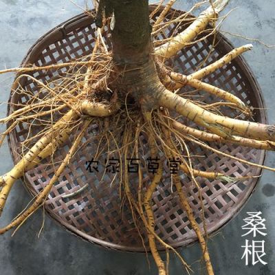 桑根的价格（桑根的功效和作用）-图2