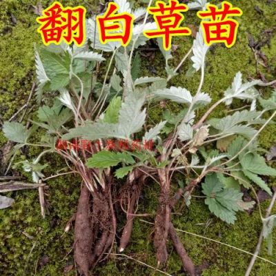 翻百草价格（翻百草别名）