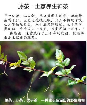 龙藤茶价格（龙藤的功效）-图2