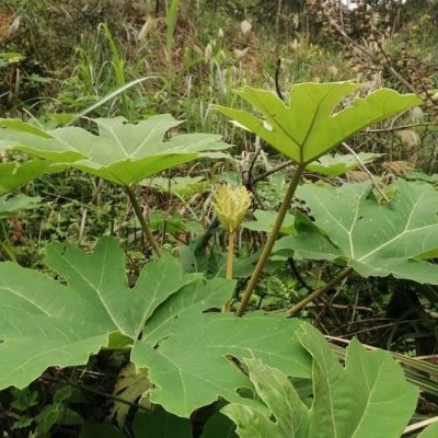 通花根价格（通花根价格多少钱一斤）-图2