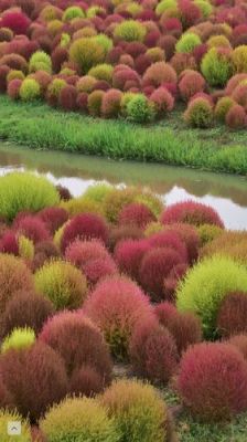 地肤草价格（地肤草介绍）-图2