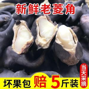 牛角菱价格（牛角菱角图片）-图3