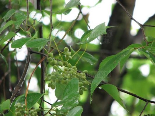 追骨风价格（追骨风草药图片大全）-图3