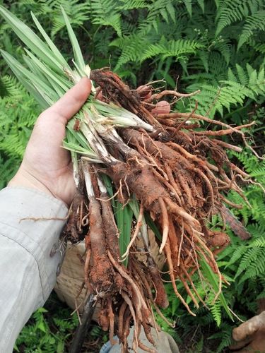 仙茅草价格（仙茅草多少钱一斤）