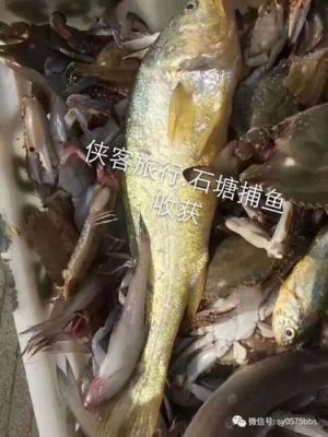 石塘出海捕鱼价格（石塘出海捕鱼价格查询）