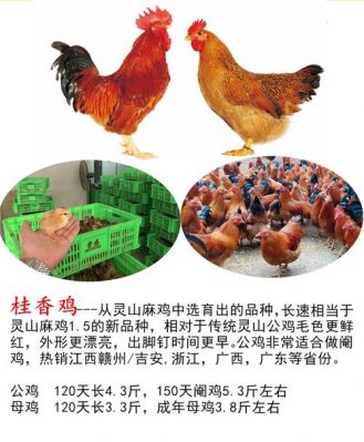 桂香鸡价格（桂香鸡的肉质如何）-图1