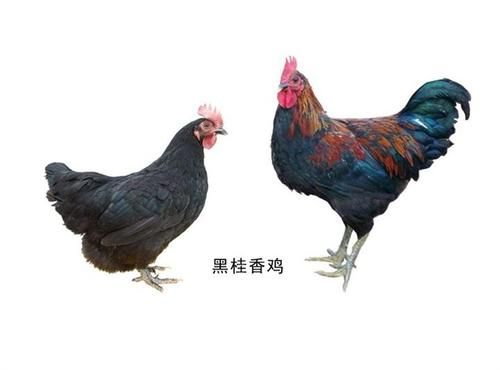 桂香鸡价格（桂香鸡的肉质如何）-图3