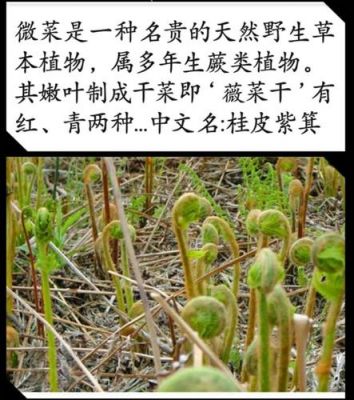 东北薇菜价格（东北微菜有毒吗）-图2