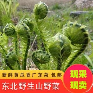 东北薇菜价格（东北微菜有毒吗）-图3