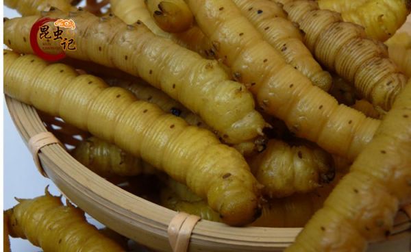 豆虫价格（豆虫价格行情）-图3