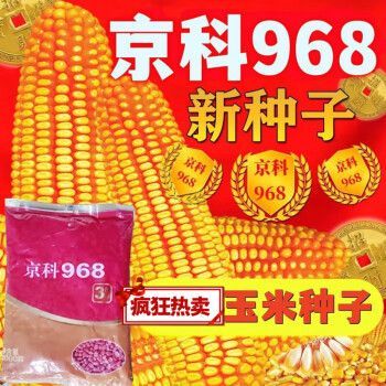 京科968玉米种子价格（玉米优良品种京科968）