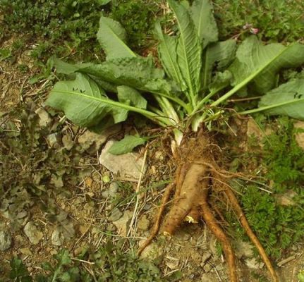 土大黄收购价格（土大黄的图片 植物图片）