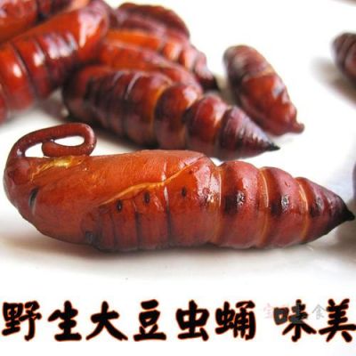 豆虫蛹价格（豆虫蛹和蚕蛹的区别）-图1