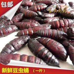 豆虫蛹价格（豆虫蛹和蚕蛹的区别）-图3