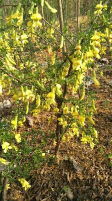 金雀花的价格多少一苗（金雀花价格多少一斤）-图2