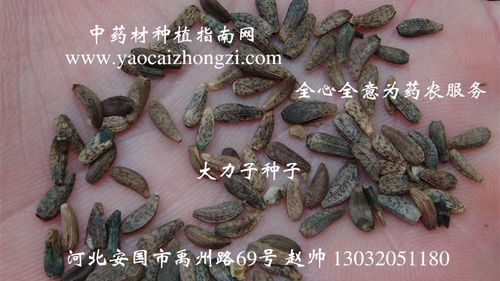 大力籽价格（大力子最新价格）