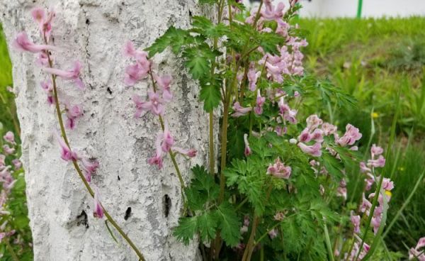 紫霄花的价格（紫霄花种植技术）