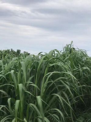 巨菌草价格（巨菌草价格多少钱）-图3