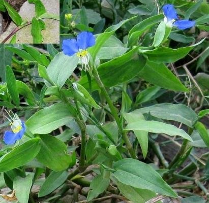 鸭拓草价格（中药鸭拓草）