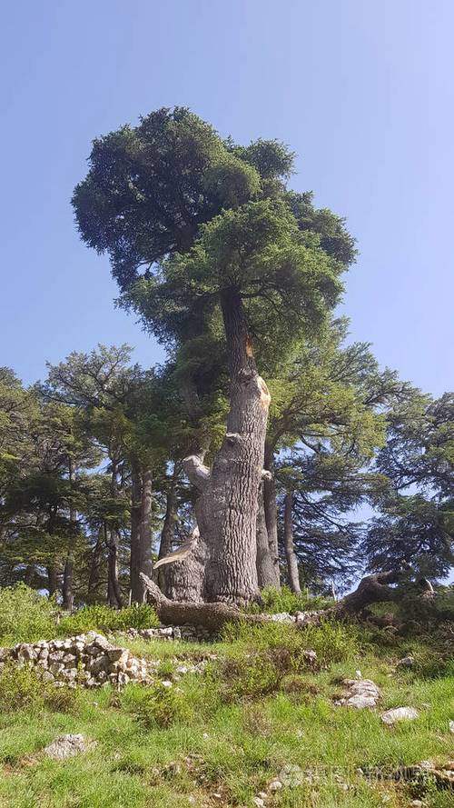 香柏年价格（香柏树图片及价格）