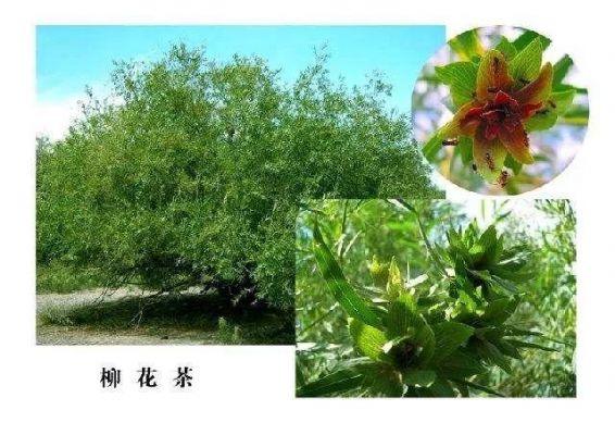 柳花茶价格（柳花茶怎么喝）-图3