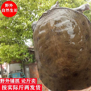 老水鳖价格（水老鳖的功效与作用及禁忌）-图3