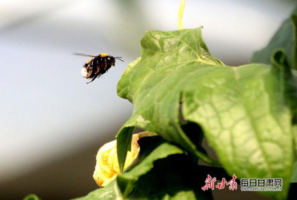 授粉雄蜂价格（受粉雄蜂）-图1