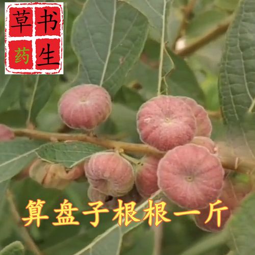 算盘子根价格（算盘子根的功效与作用,算盘子根的副作用）