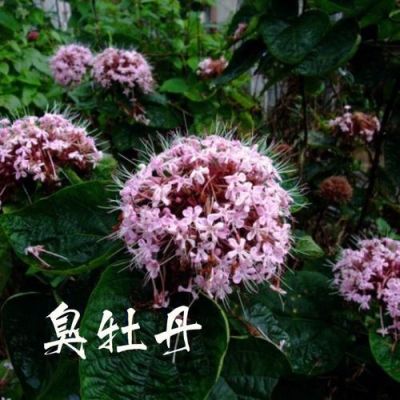 臭牡丹的价格（臭牡丹多少钱一斤）-图1