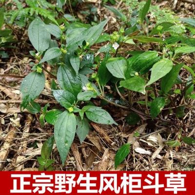 风鼓草价格（风鼓草别名）