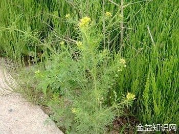 麦蒿子价格（麦蒿种子的药用价值）