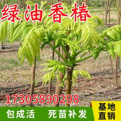 椿树芽价格（椿芽树苗批发）