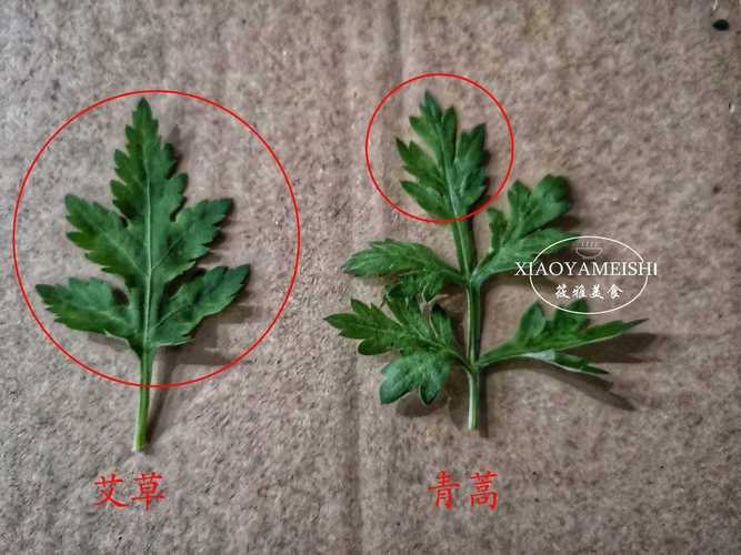 蒿子油的价格（蒿子油的药用价值）