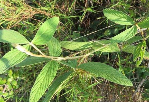 壮骨草价格（中药壮骨草）