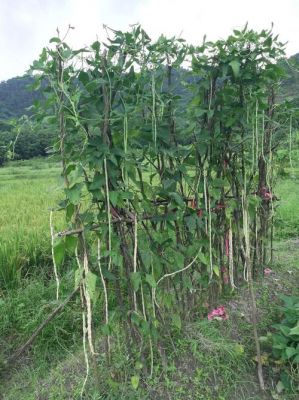 小荚豆价格（荚豆种植管理）