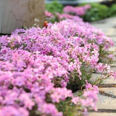 芝樱种子价格（芝樱种植密度）