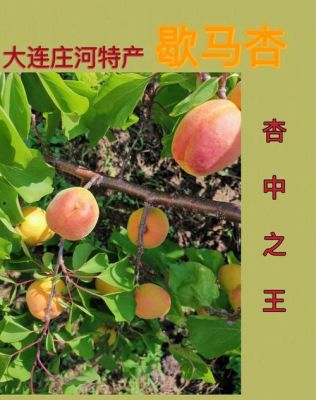 歇马杏价格（歇马杏的由来）-图3