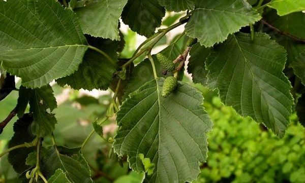 红桤木价格（红椆木多少年成材）