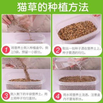 猫草的价格（猫草的正确使用方法）-图1