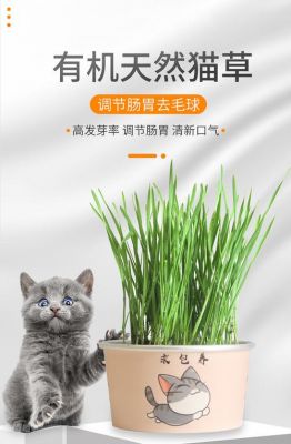 猫草的价格（猫草的正确使用方法）-图3