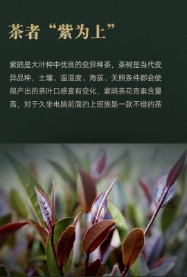 紫娟茶的价格（紫娟茶图片大全）