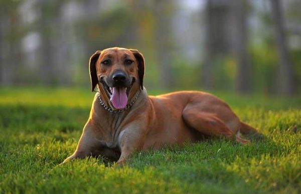 非洲猎狮犬价格（非洲猎狮犬适合家养吗）-图3