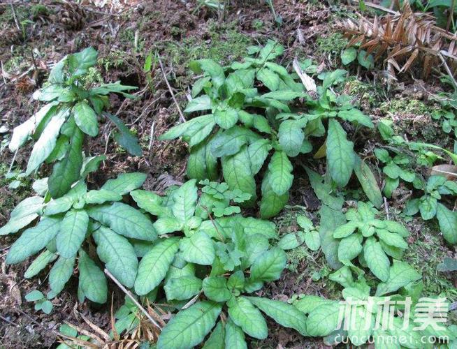 白背草价格（白背草多少钱一斤）