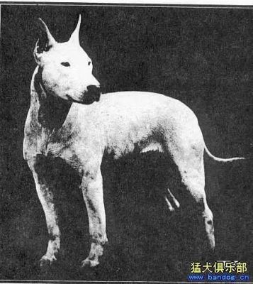 古梗犬价格（古梗犬打猎）-图2